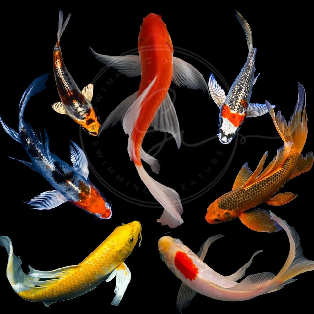 Aquarium Fish Koi - Assorted Colors Live Koi Fish for