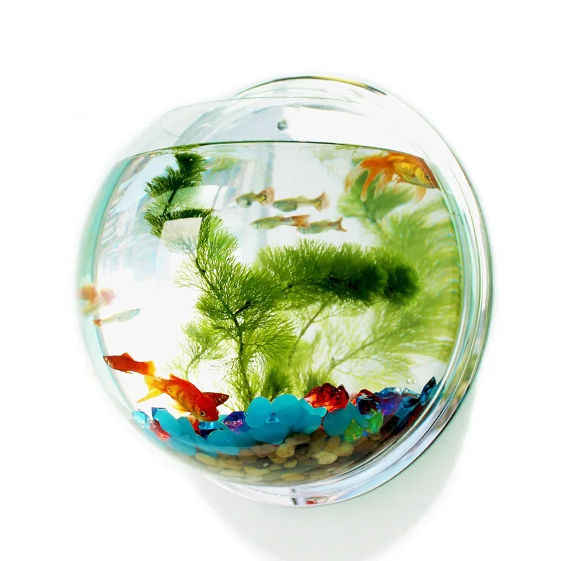 Aquarium Fish Jar - Pinsjar Acrylic Cá Bát Treo Tường