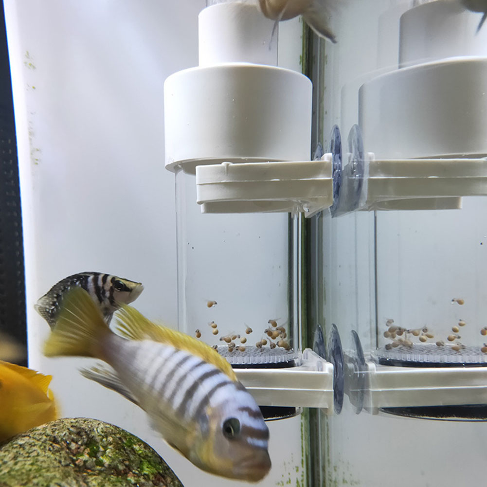 Aquarium Fish Eggs - 40mm Aquarium Cichlids Hatchery Eggs Instead
