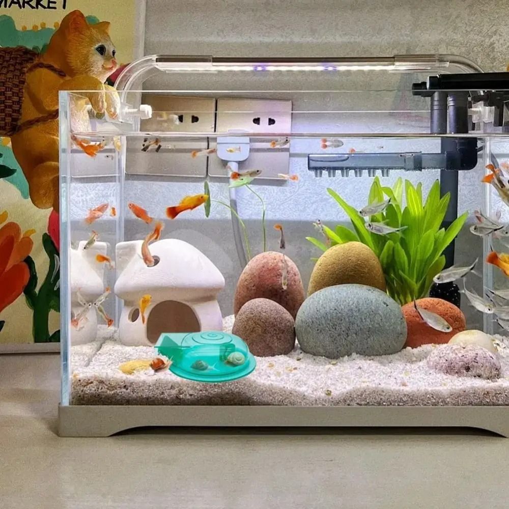Freshwater Saltwater Aquarium  - đánh giá và giá Aquarium Fish Eggs