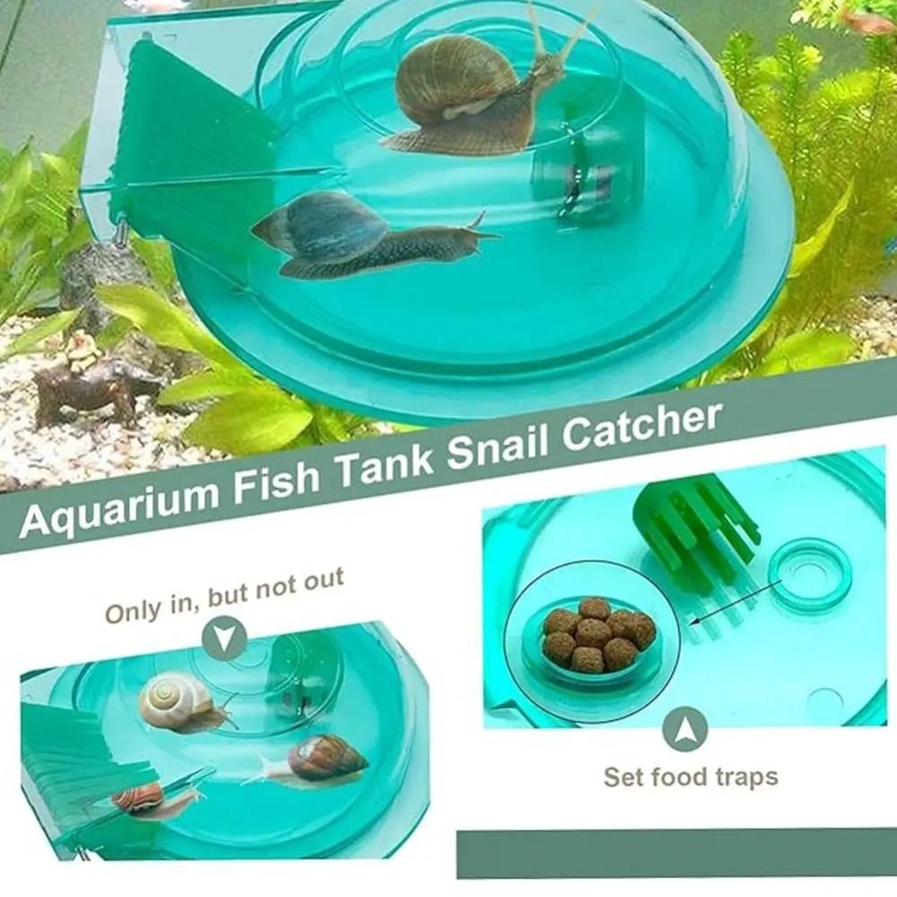 Freshwater Saltwater Aquarium  - đánh giá và giá Aquarium Fish Eggs