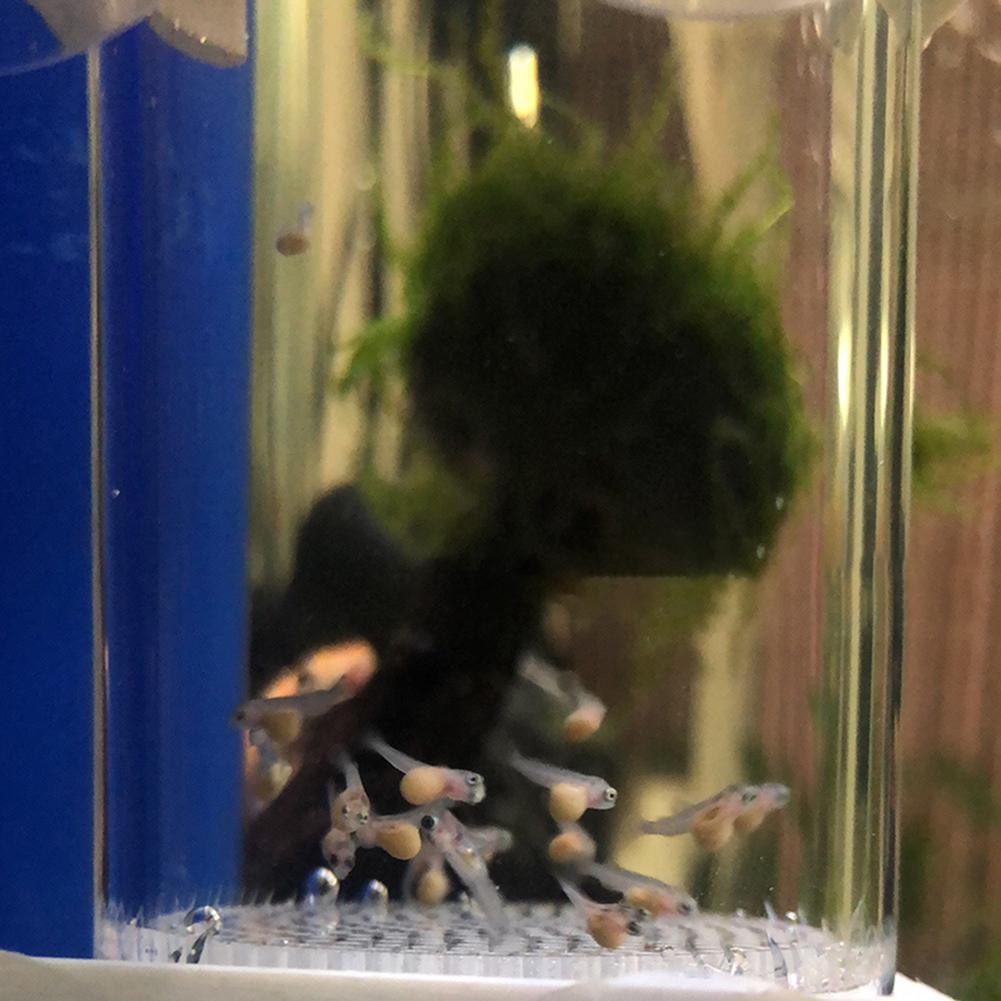 40mm Aquarium Cichlids Hatcher - đánh giá và giá Aquarium Fish Eggs