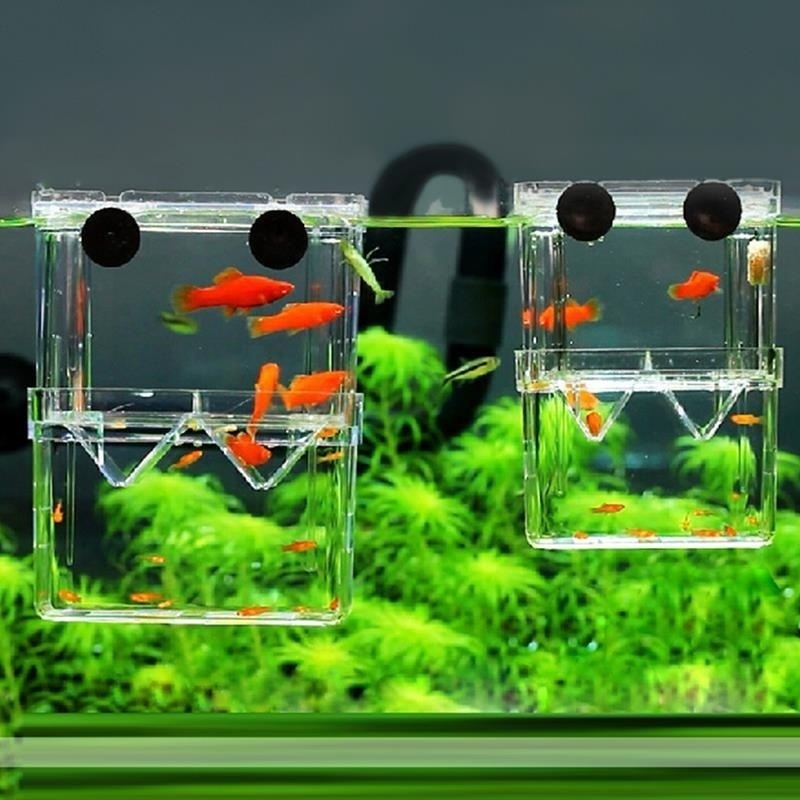 Multifunctional Fish Aquarium  - đánh giá và giá Aquarium Fish Jar