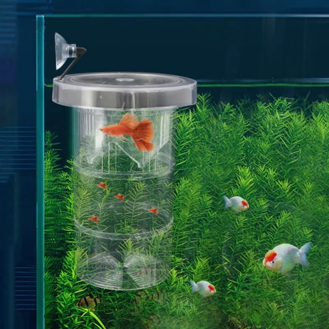 Acrylic Floating Fish Breeding - đánh giá và giá Aquarium Fish Jar