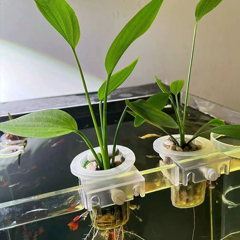 Aquarium Planting Basket Hydro - đánh giá và giá Aquarium Fish For Beginners
