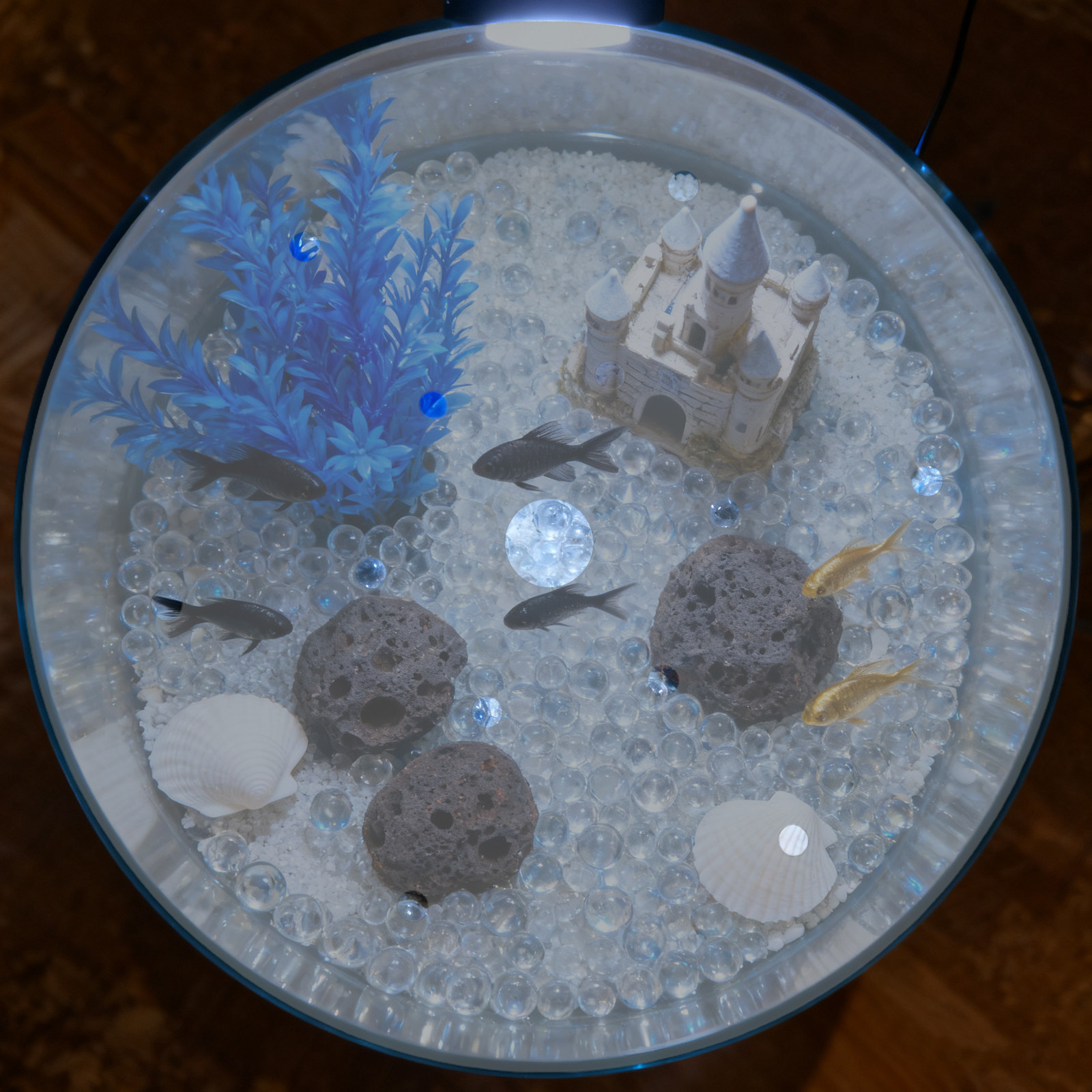 7 Inch Round Acrylic Fish Tank - đánh giá và giá Aquarium Fish Jar
