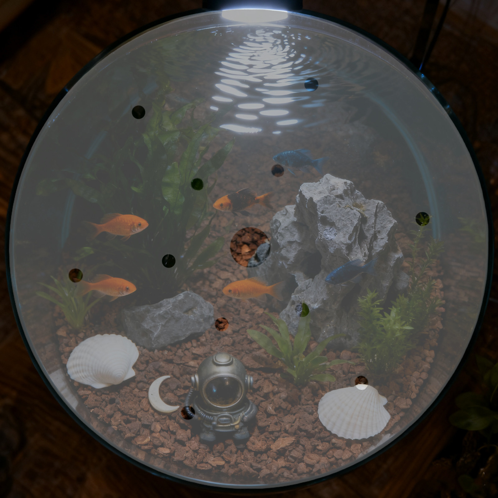 7 Inch Round Acrylic Fish Tank - đánh giá và giá Aquarium Fish Jar